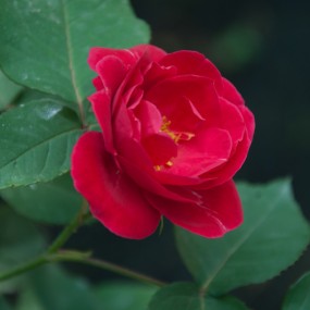 只道花无十日红，月季无日不春风。