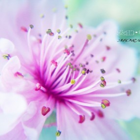 如一个落寞的花姑娘