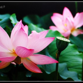 [彩色胶片]  双荷图