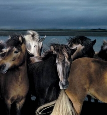 Tim Flach摄影作品解读 那飘在马背上的自由