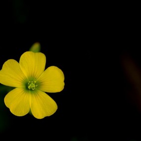 朵朵小花招人爱    四