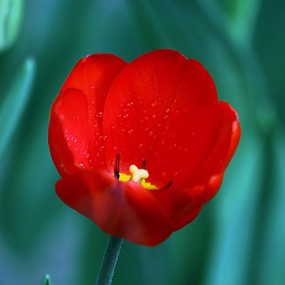 夕阳下的郁金香