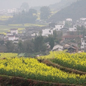 早春婺源——菜花，民居，百姓