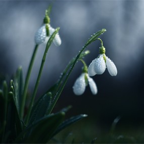 森林里的植物世界（1）