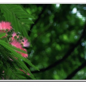 我所爱的——合欢