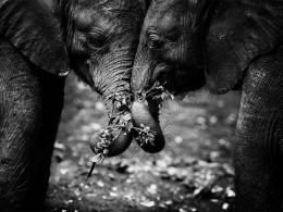 Laurent Baheux　野生动物摄影
