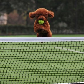 红贵宾“福蛋”的完美跳跃~