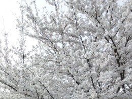 《 秒速 ：5cm 》 ——  樱花抄