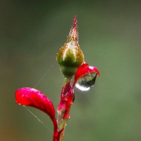 秋雨玫瑰
