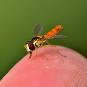 手指上的食蚜蝇