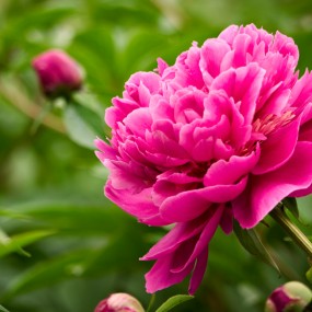 牡丹园里的芍药