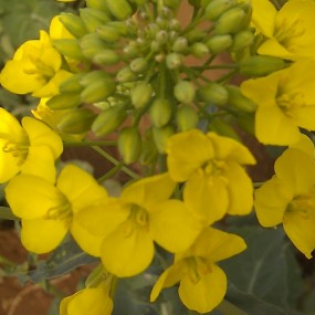 喜爱的油菜花和山