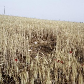 第56届荷赛日常生活类组图二等奖：外来性工作者