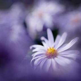 Marta Cernicka 精彩微距摄影作品