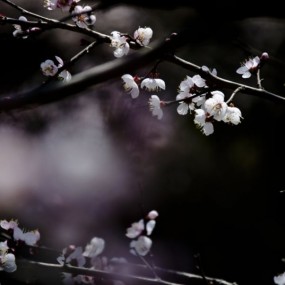 东北五月桃花开满冰城