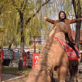 驼峰上的美女