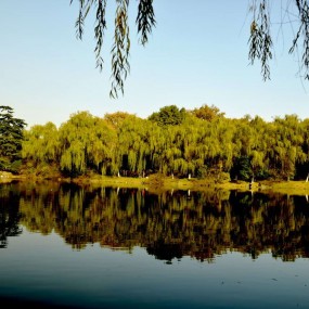 【实拍】兴庆宫公园随拍一得