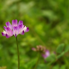 近摄野花（不知名）