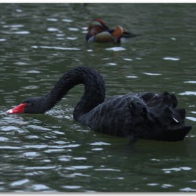 12-4大唐芙蓉园活动作业