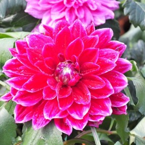 大丽花开迎客来