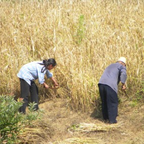劳动者之歌——收麦