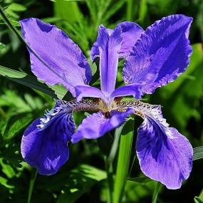 鸢尾花在百花丛中娇艳绽放