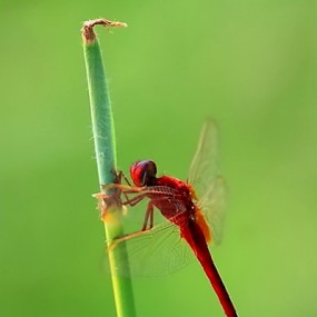 蜓-----驻！！！