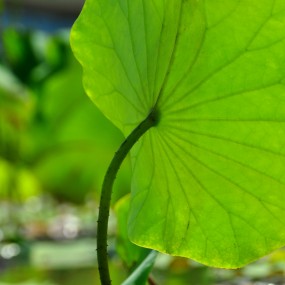 湿地  城市绿肺
