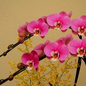 “秦岭花世界”随拍