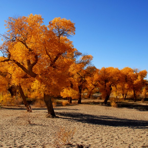 金色秋天话胡杨