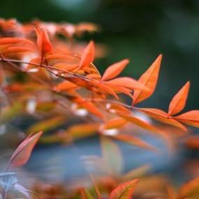 冬里寻春——试了哈镜头