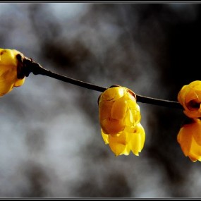 含苞待放的腊梅