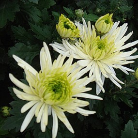 《汉阳陵》的菊花很美