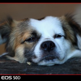 以车为马，散落天涯