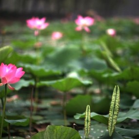 醉眼朦胧闻荷香