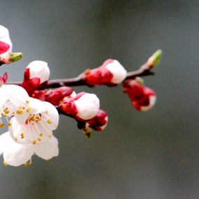 杏艳桃光斜阳暖，二月春色满长安