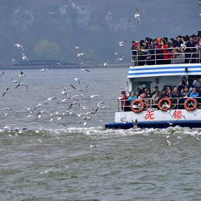 太湖上跟着游船觅食的红嘴鸥
