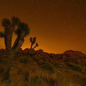 约书亚树国家公园