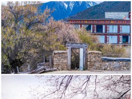 狂野318遇上粉色桃花