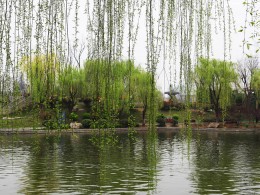 万条垂下绿丝绦