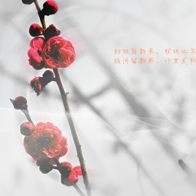 环城西苑拍摄：山桃花开