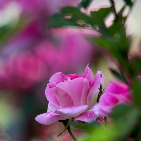 宫妆临晓日  （玫瑰）。