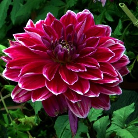 卡片机模拟单反效果----兴庆公园的地瓜花随拍