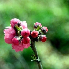 东风随春归   发我枝上花