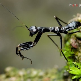 微距昆虫_航海王基德
