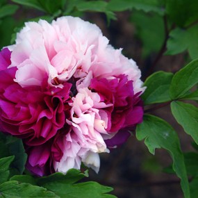 【双色牡丹】牡丹名贵稀有品种“二乔”