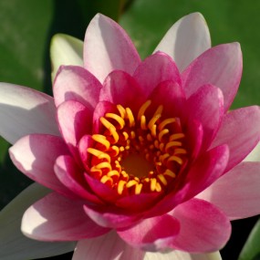 长焦睡莲一组随拍