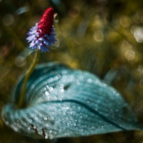 Magdalena Wasiczek精彩微矩作品 (二)