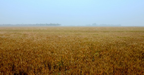 细雨 麦田