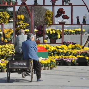 背影——80多岁高龄老人骑三轮车载着老伴赏菊